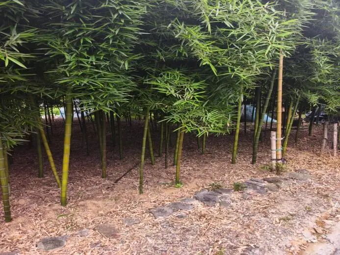 图为村内自种竹林