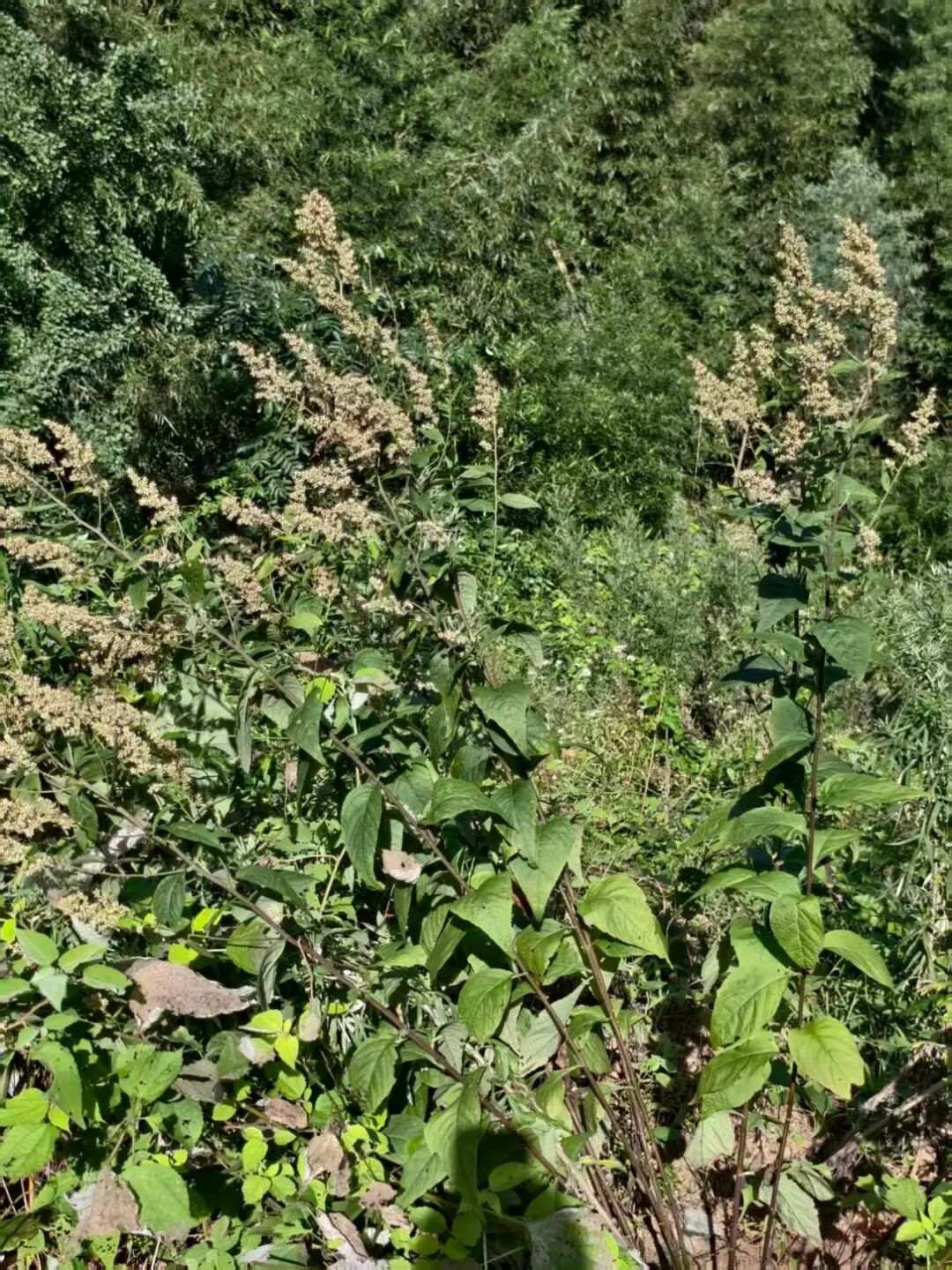 图为实践团拍摄的六月霜