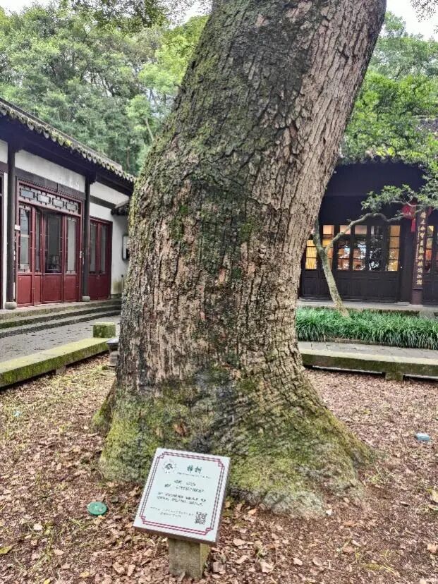树龄310年樟树