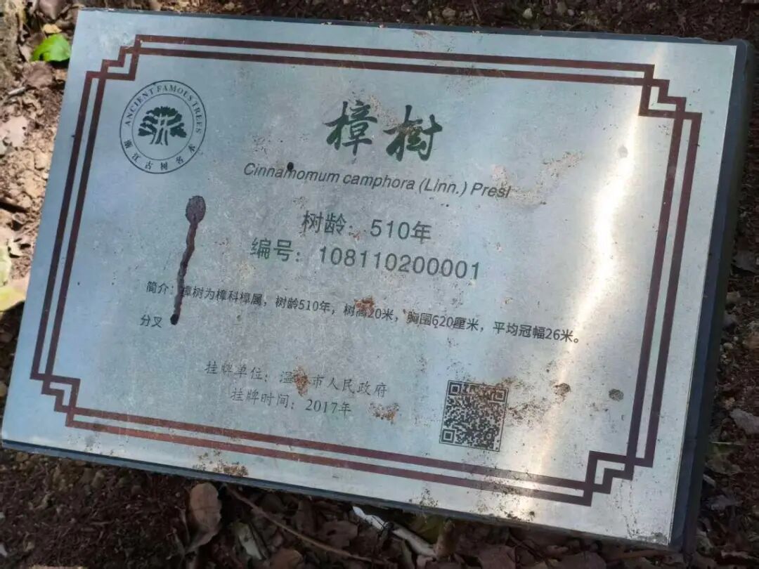 图为樟树官方保护挂牌铭牌