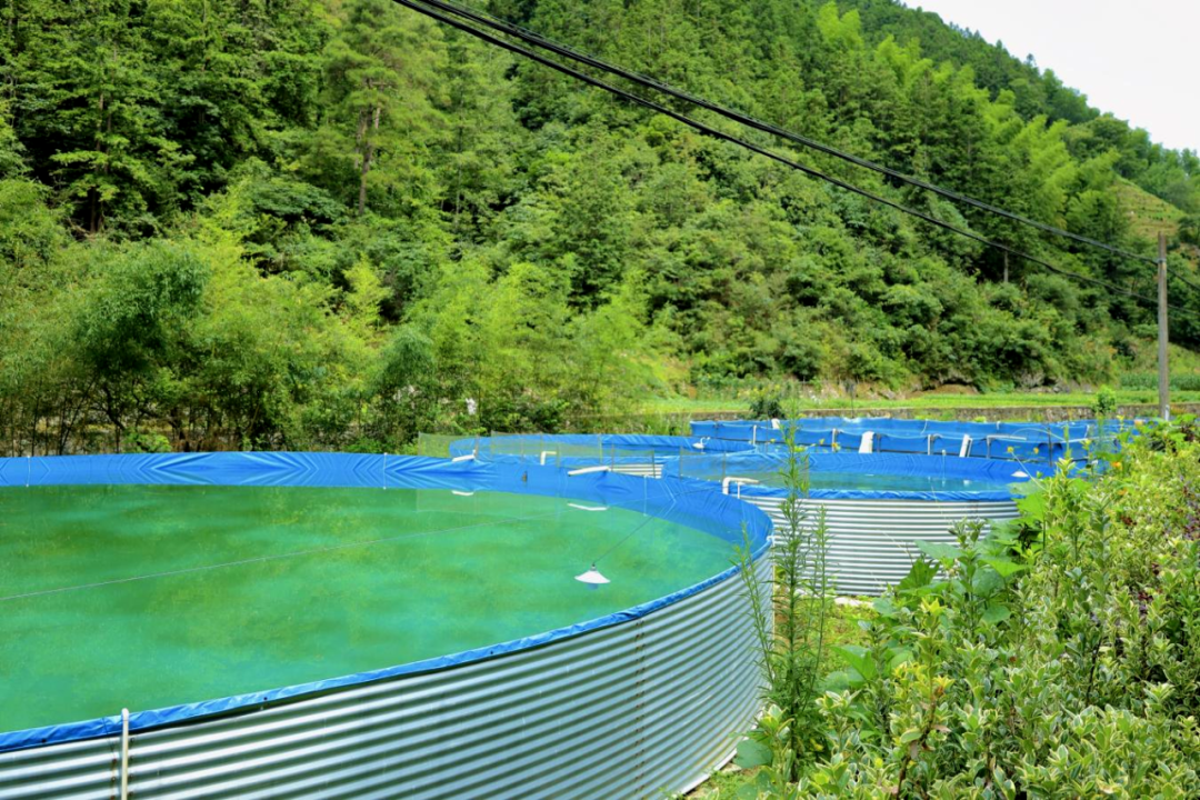 图为清水鱼临时养殖基地
