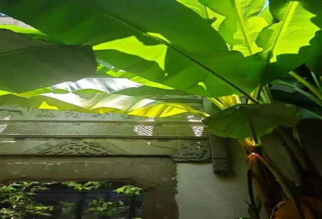 芭蕉叶遮挡太阳辐射，使庭院空间投下阴影，降低室内温度