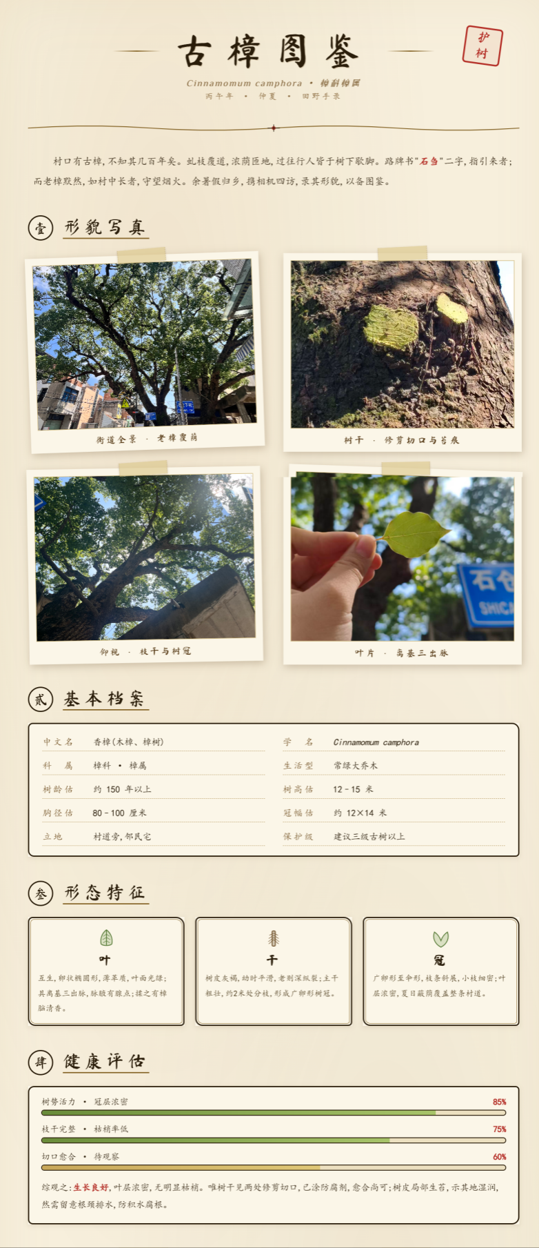 图为百年樟树图鉴