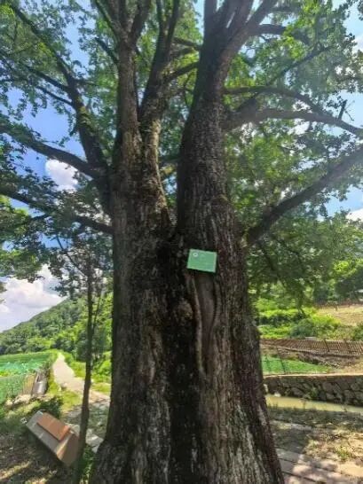 图为古银杏树外观