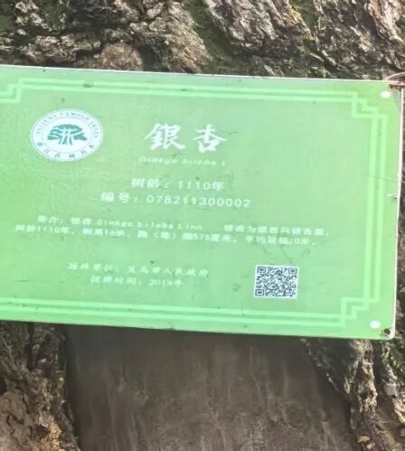 图为银杏树树牌
