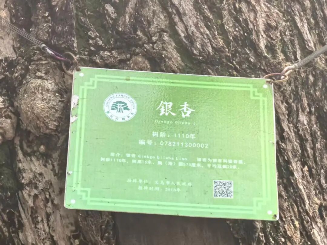 古树保护标牌