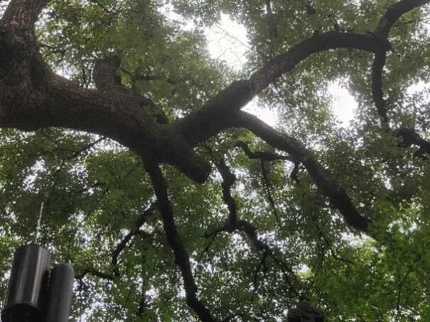 枝叶生长状况