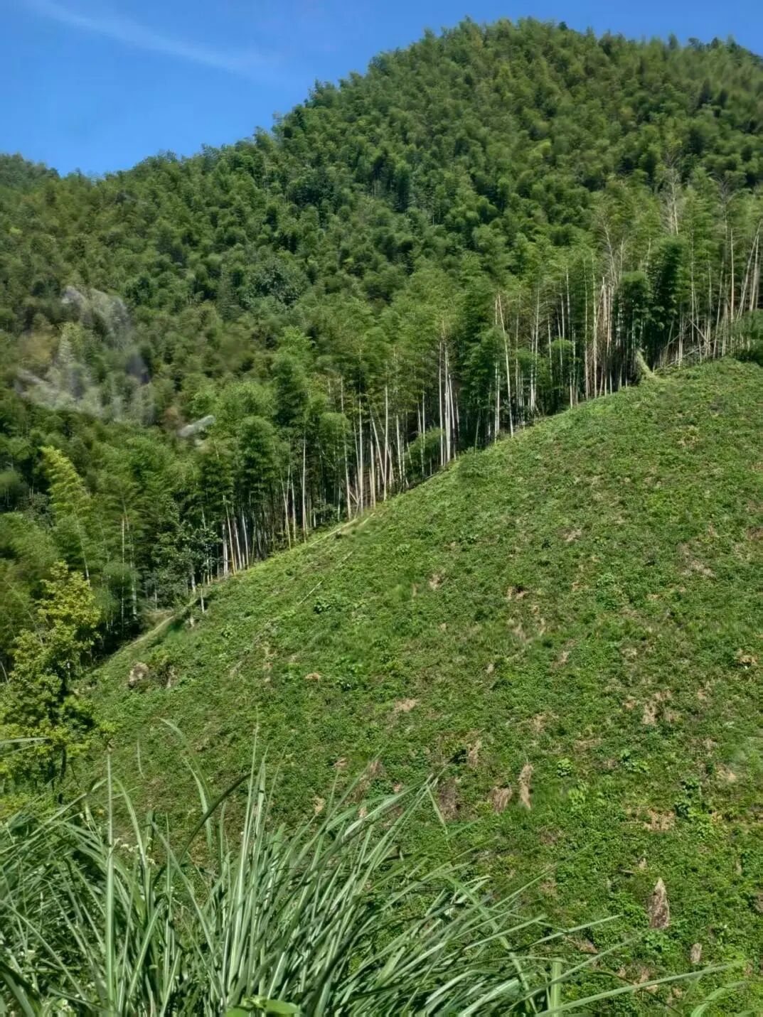 图为实践团拍摄的种满油桐籽的山坡