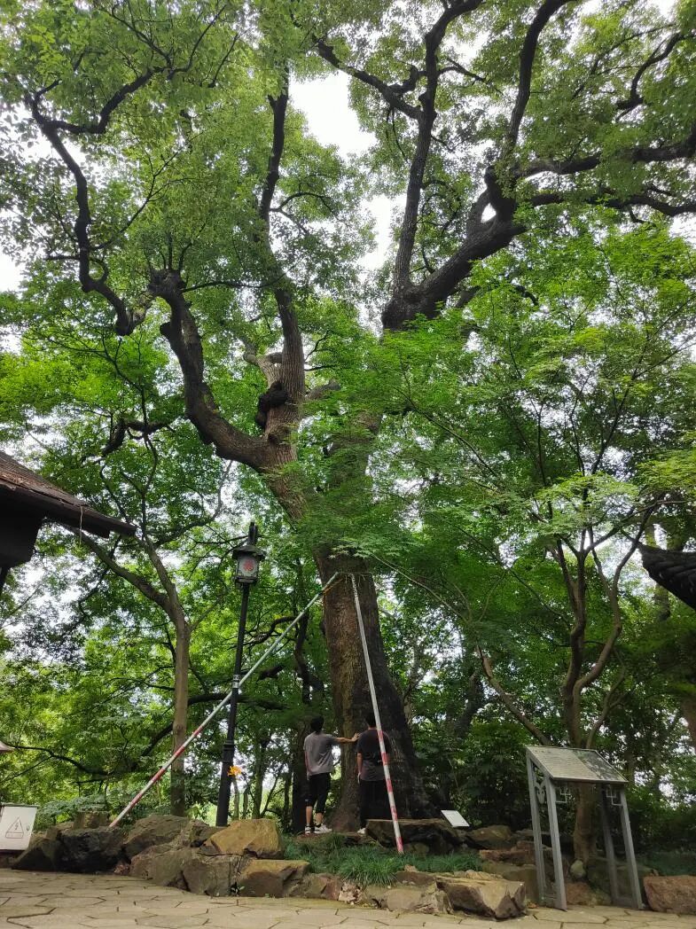 樟树全貌及与人对照图