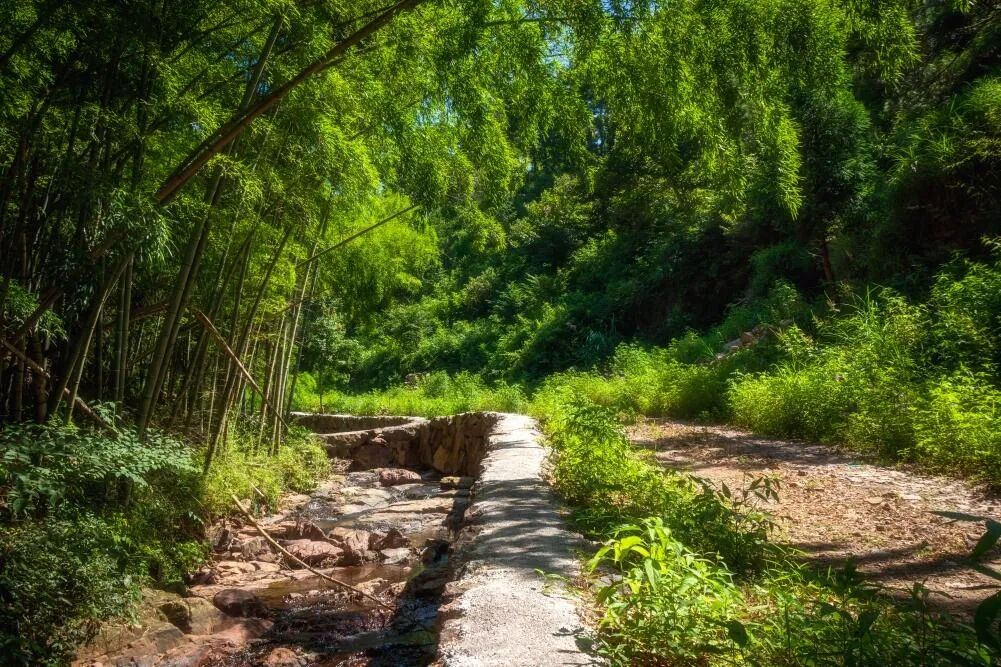 图为苍岭古道沿线竹林风貌