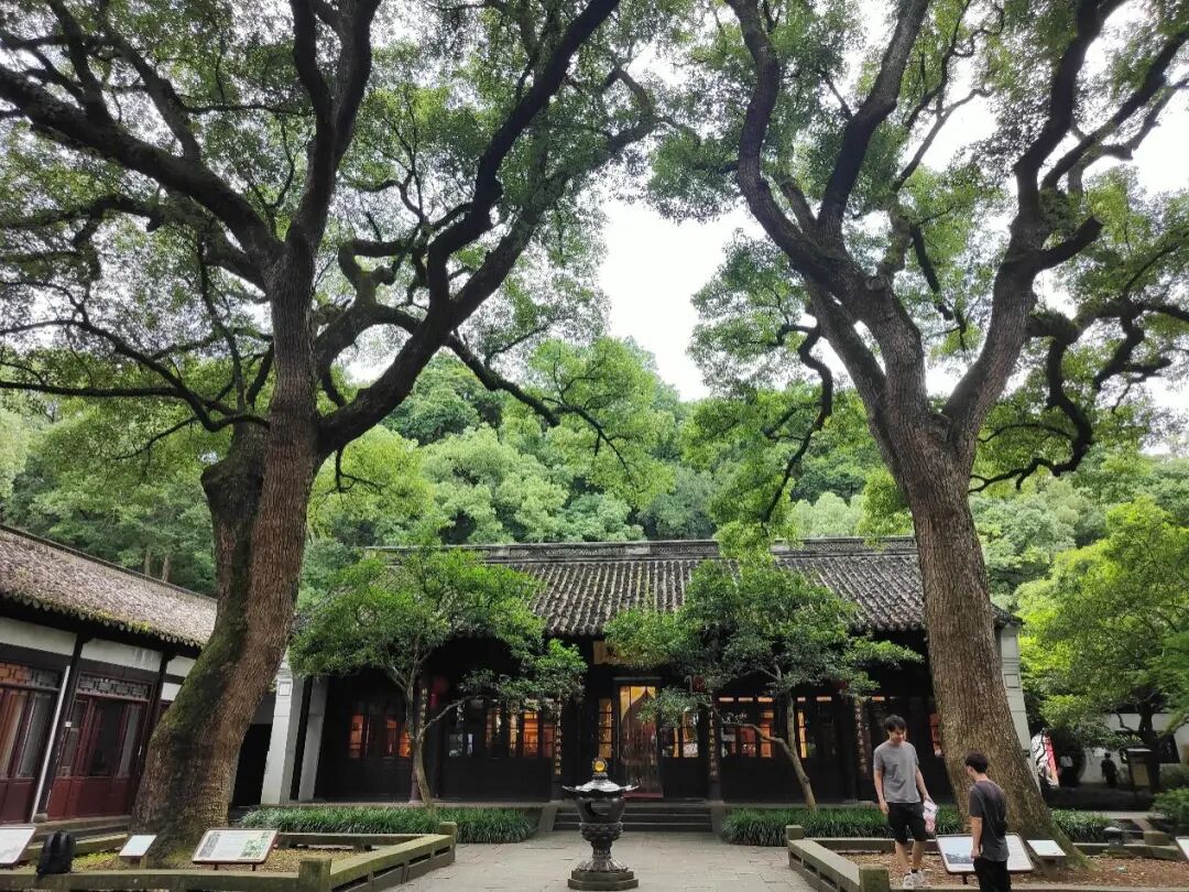 六和塔著名樟树