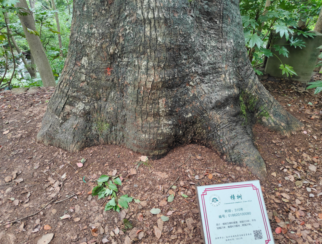 310年樟树