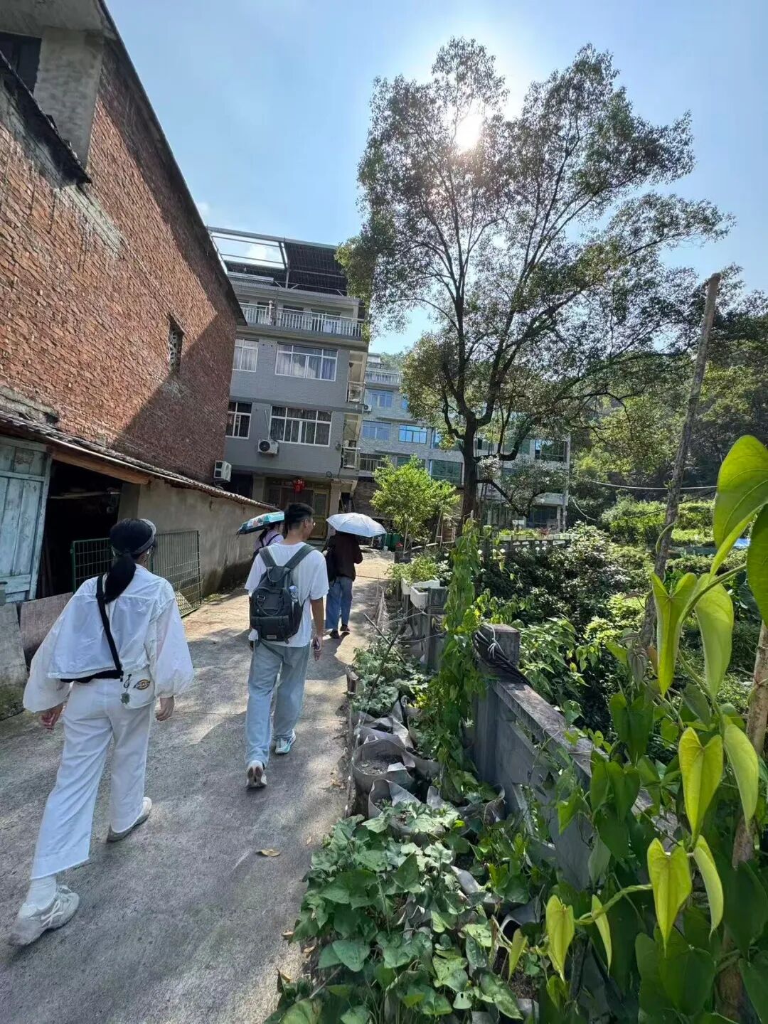 团队成员在碧莲镇走访调研