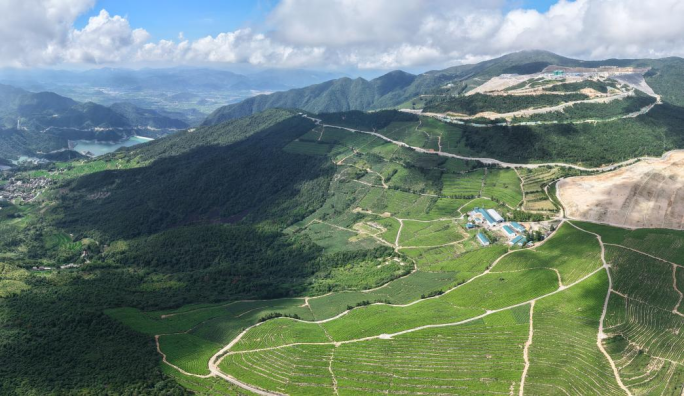 图为苍山顶茶园局部