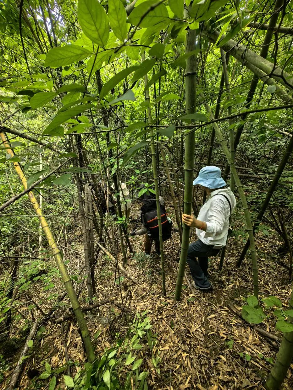 图为指导老师带领学生调查南坡山林现状