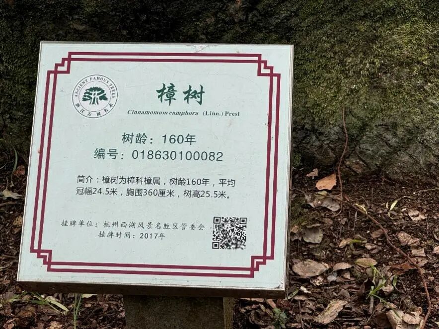 樟树介绍牌细节图