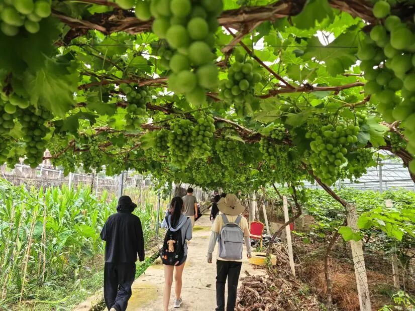 图为团队参观葡萄种植基地