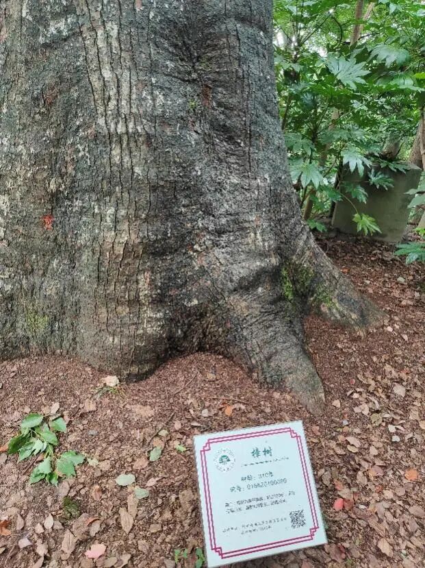 树龄160年樟树