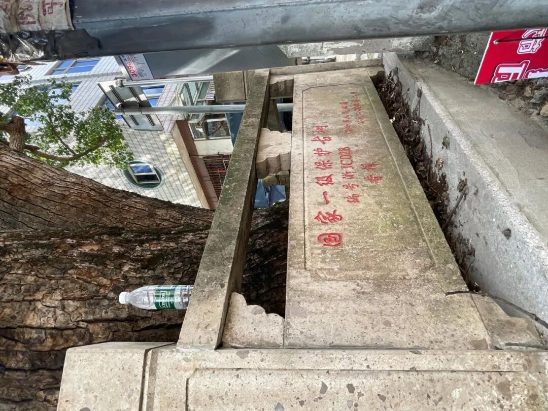 图为古樟树国家一级保护古树石碑