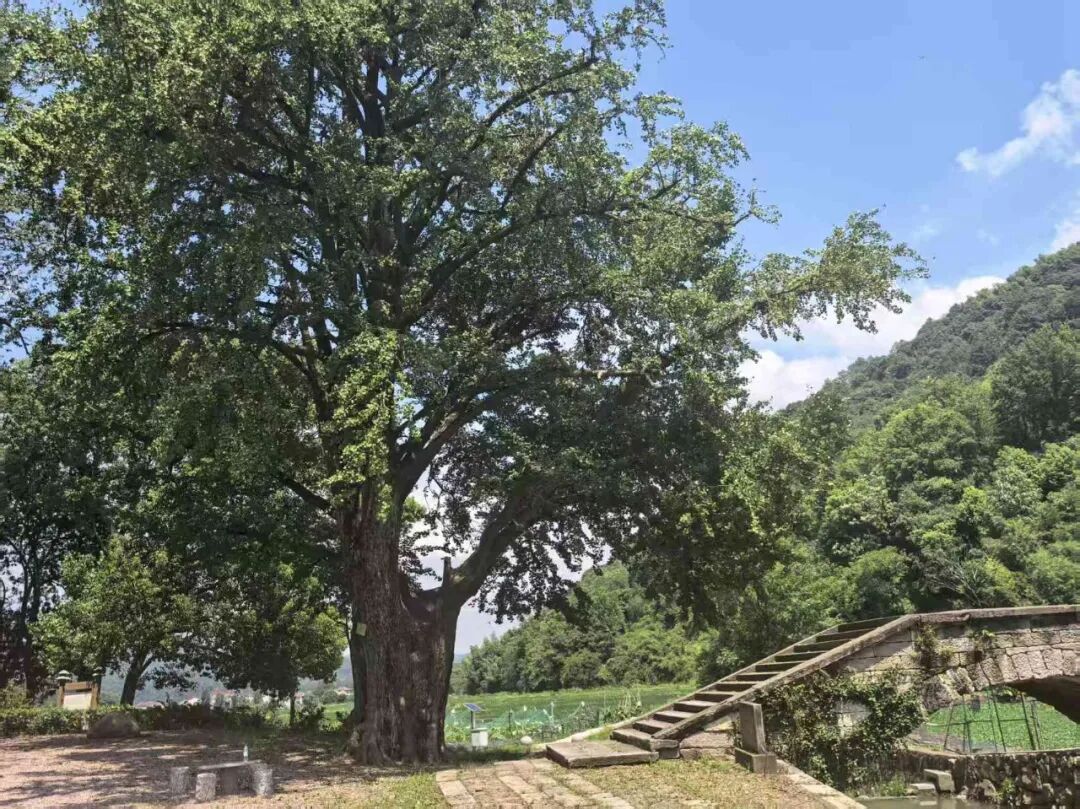 古树总体概况