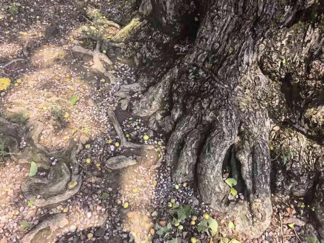 古树根部与落果状况