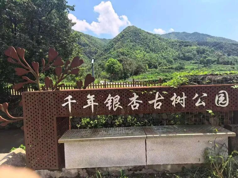 图为千古银杏古树公园
