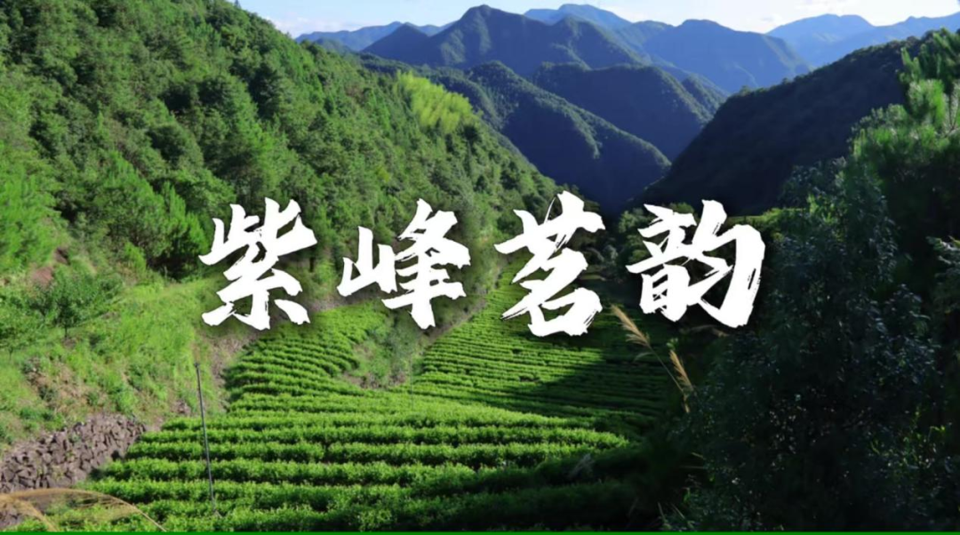 图4实践团拍摄天台黄茶相关宣传短片