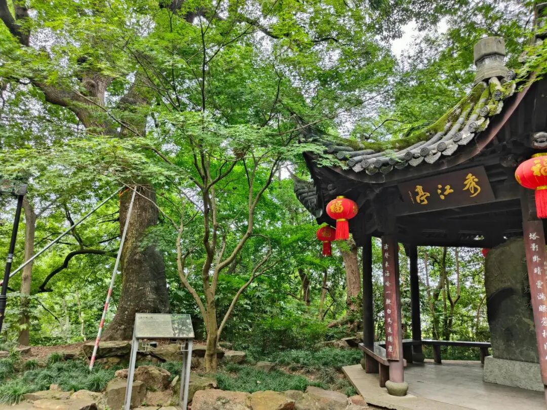 樟树全貌及周边环境